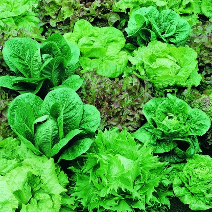 Picture of Mixed Lettuce